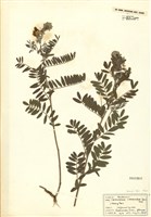 藏品(灰毛豆屬)的圖片